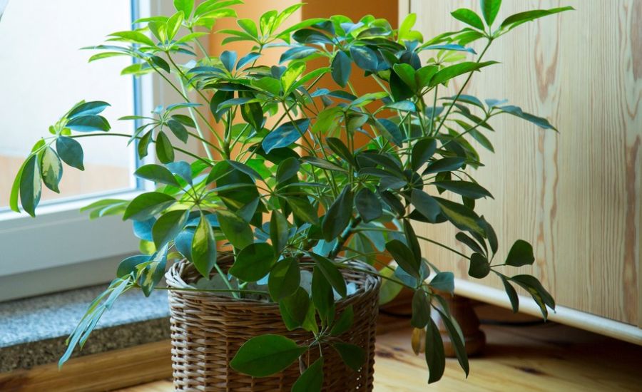 Why Does the Classification of Schefflera Matter?