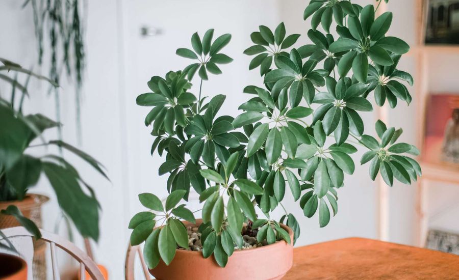 Why Classifying Schefflera as a Dicot is Important