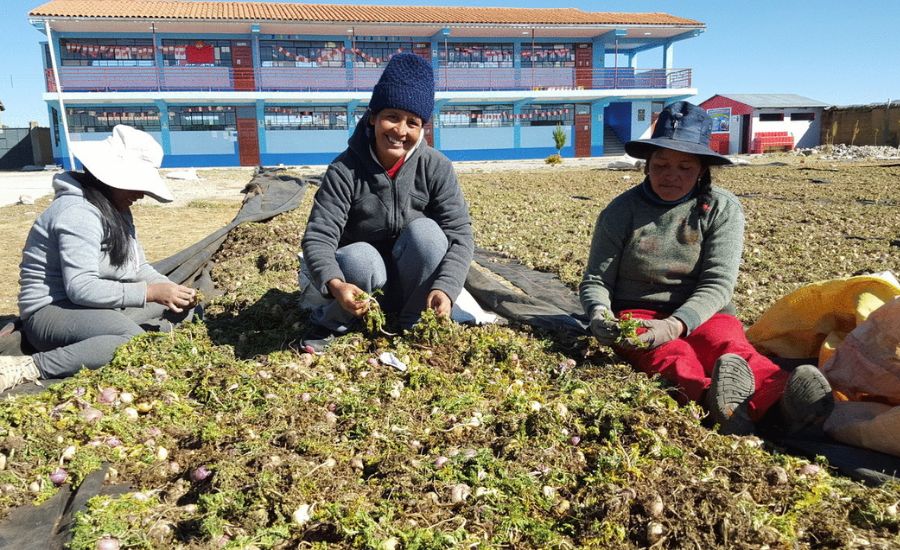 Contributions to Peru’s Agricultural Sector