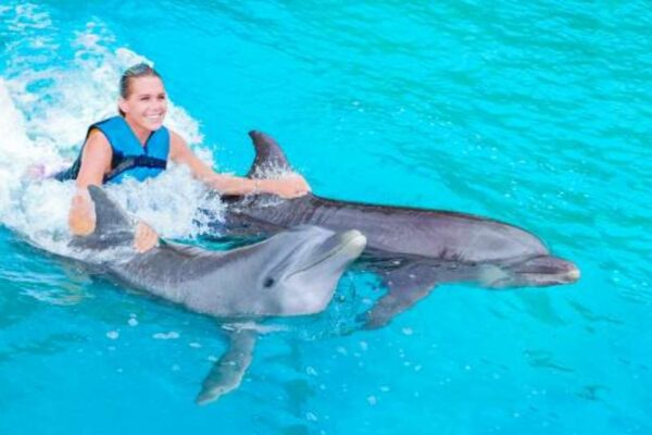 Dolphin Discovery: Unforgettable Marine Encounters Across the Caribbean, Mexico, and the USA Dolphin Discovery