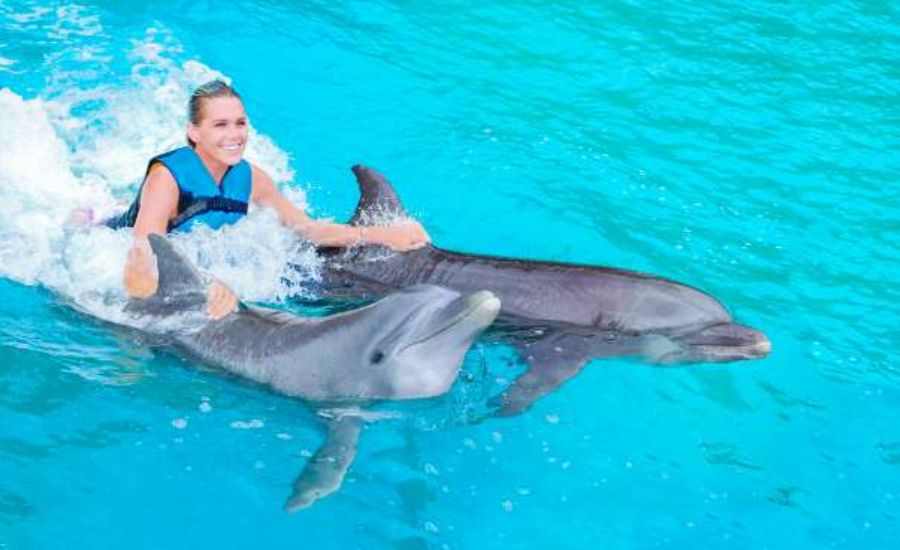 Dolphin Discovery